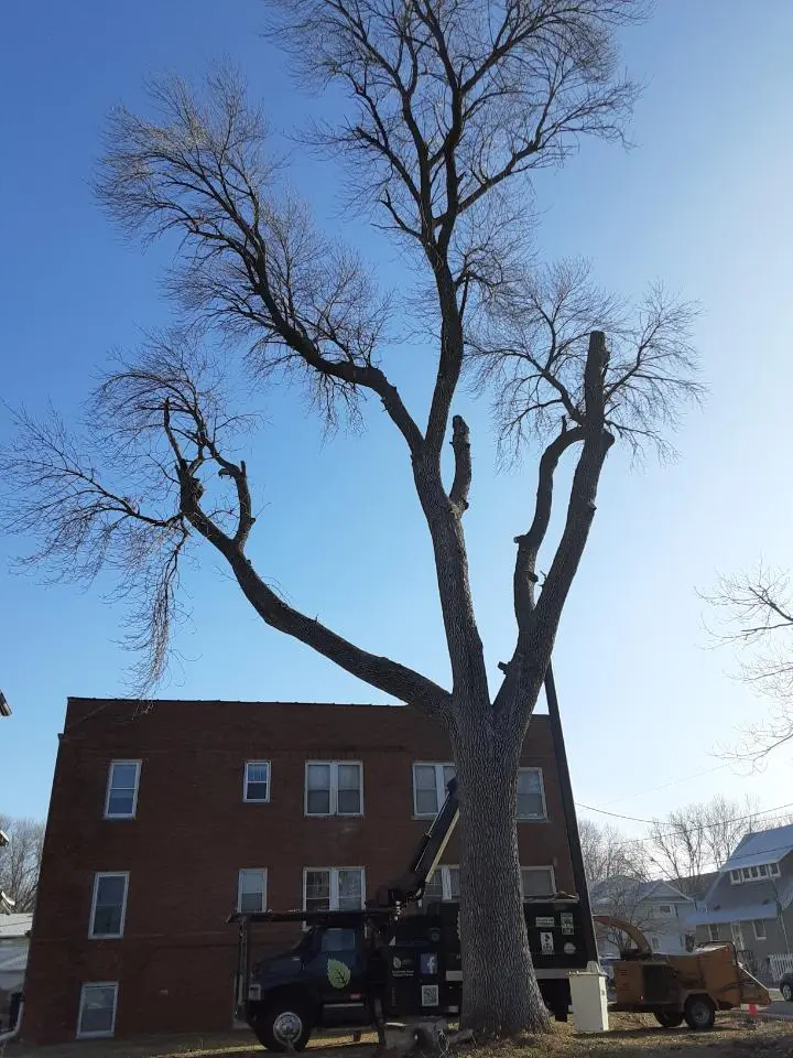 tree removal 1